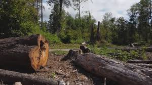 How Our Tree Care Process Works  in  Sidney, MT